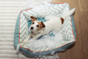 Dog destroying beds